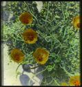 Image of Arctic Poppies, Detail